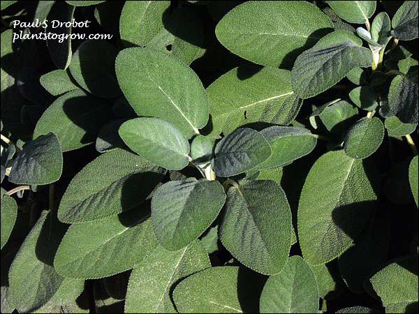 The green leaves can have a purple tinge.